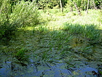 mocsár