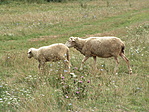 Barátaink