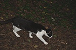 Macsek