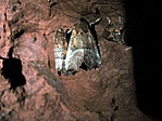 barlangi lepke