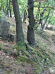 Ládarejtek