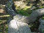 Kőbe harapó Enting
