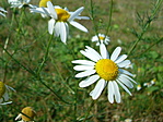 Margaréta
