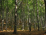 Erdő