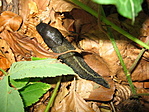 Meztelencsiga