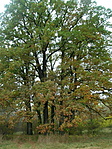 A nyolc tölgy.