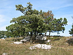 Kő-kör