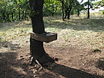 Nyalogató