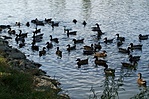 Kacsák