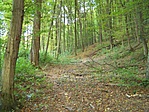 Erdő a Zsidó-völgyben