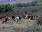 Legelő bocik