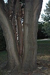 fán