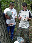A ládikó.