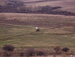 Niva