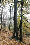 Elefánt lábakon