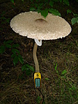 Macrolepiota procera 