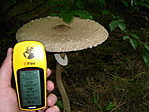 Macrolepiota procera 