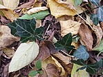 talaj