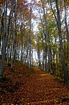 Erdei út