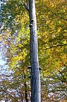 Fagombák