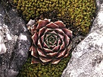 Gömbös Kövirózsa (Jovibarba sobolifera)