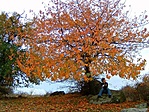 Ősz (csalva)
