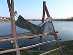 Pihi