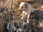 Leó a labrador, mint a láda őre