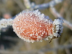 Csipkebogyó