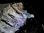 A kisbéka.