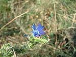 Csendélet.