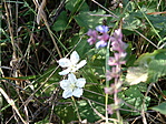 Csendélet.