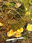 Narancssárga álrókagomba