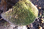 Gomba