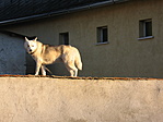 Husky a kerítésen