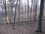 Fénypászma