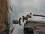 Kvartett