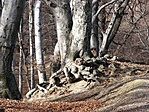 A csodálatos természet