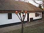 ágasfa