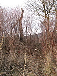 ösvény