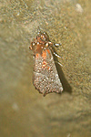 Harmatos lepke, finom