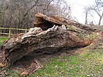 Kidőlve