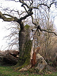 Ami megmaradt