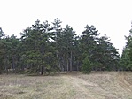 Fenyves