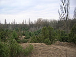 Borókás 1.