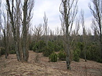 Borókás 2.