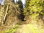 Fenyő is él itt
