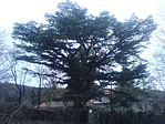 Hamari berkenye