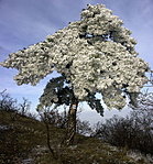 Kopasz-tető a Naszály-gerincen