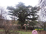 Cédrus
